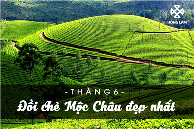 Tháng 6 - Đồi chè Mộc Châu đẹp nhất